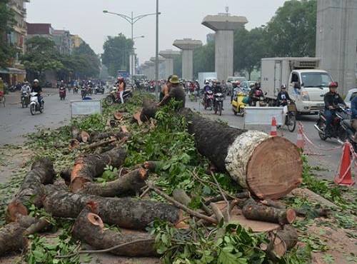 Từ "Tết trồng cây" của Hồ Chí Minh đến vụ phá hủy môi trường văn hóa lịch sử thủ đô